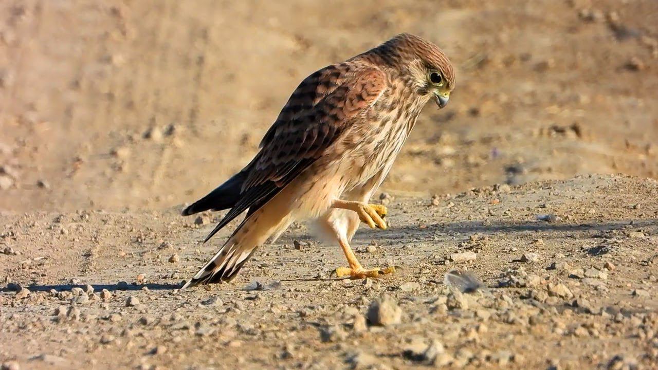 Пустельга играет с камушком / Kestrel plays with a stone смотреть онлайн