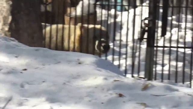 Ростик привыкает к самостоятельной жизни 21.03.17 Новосибирский зоопарк смотреть онлайн