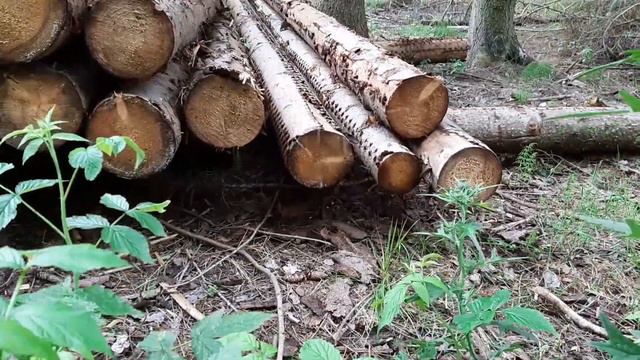 ❤ Bullmastiff findet Marderbaby im Wald ❤ смотреть онлайн