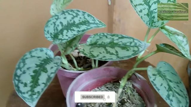 SCINDAPSUS PICTUS 'SILVER LADY' Plant Of The Week! | Silver Lady Pothos Care | Pothos Varieties смотреть онлайн