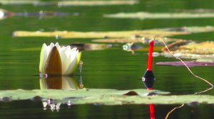 Карась на поплавок!  КРУПНЫЙ КАРАСЬ! Летняя рыбалка 2022!