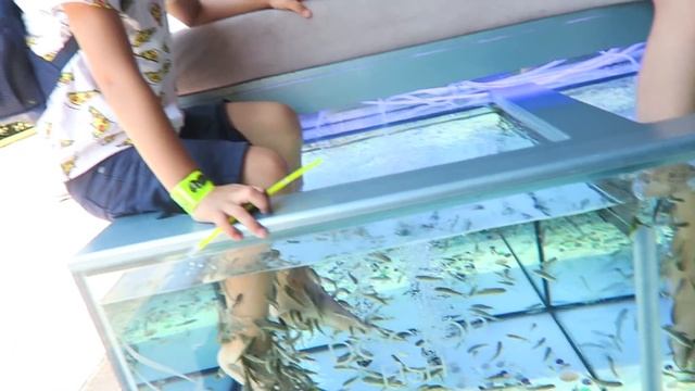 ДЕЛЬФИНАРИЙ СОЧИ, ПИЛИНГ РЫБКАМИ, ЖЕЛТЫЙ АРБУЗ ВЛОГ