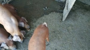 Поросята Дюрок 2 месяца. Какой вес?