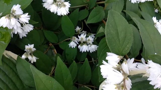 Shrub Aktion / видео цветения кустарника Дейция