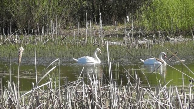 Лебеди-шипуны ( Cygnus olor ) смотреть онлайн