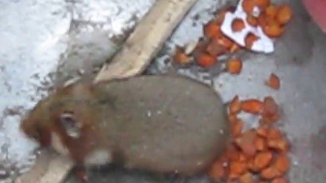 Вот кто погрыз(уничтожил)всю свеклу и морковку на грядке в Западной Сибири.Это хомяк дикий.