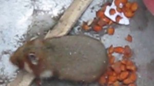 Вот кто погрыз(уничтожил)всю свеклу и морковку на грядке в Западной Сибири.Это хомяк дикий.