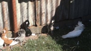 Голуби порода Якобины.