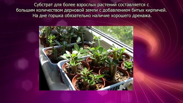 Как ухаживать за адениум смотреть онлайн