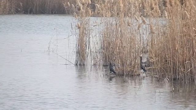 Şirvan Milli Parkı - Shirvan National Park (Azerbaijan) 29.01.2020 смотреть онлайн