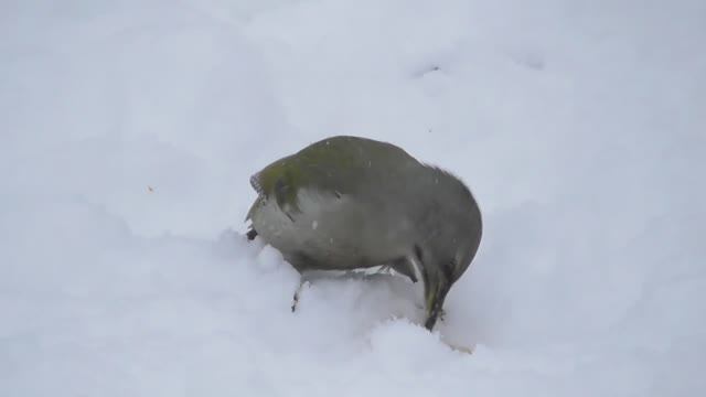Седой дятел ( Picus canus ) смотреть онлайн