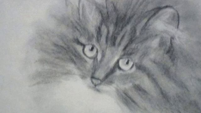 Серый. Кот. Рисунок карандашом. смотреть онлайн