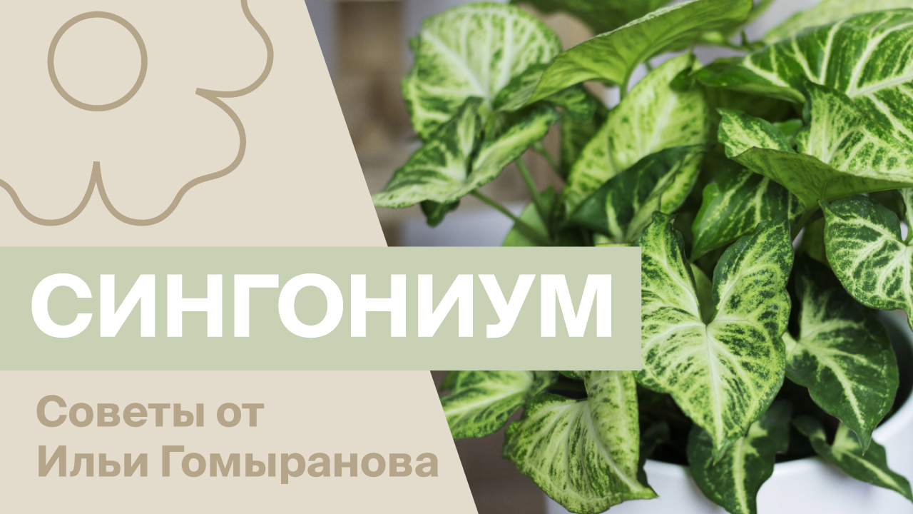 Сингониумы | Советы от Ильи Гомыранова