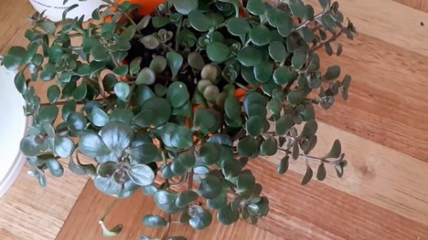 Perlite for Plants | All about Perlite and how to use in gardening