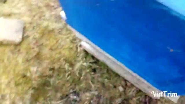 Что значит мои пчёлы не роятся? смотреть онлайн