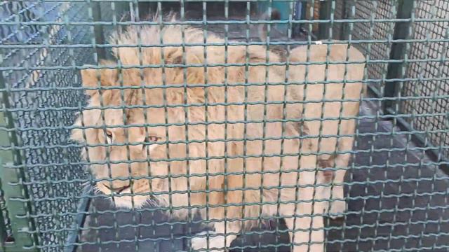 Кувыркашки😂👍🦁❤ Октябрь 2021 года. смотреть онлайн