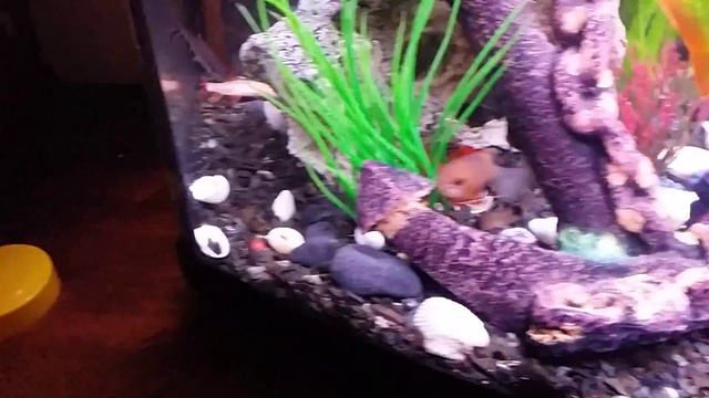 Mi cangrejo rojo (Sesarma Bidens) comiendo смотреть онлайн