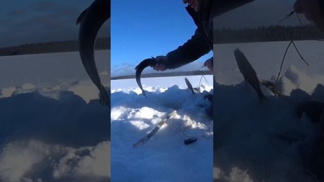 ЩУКИ НА САМОЛОВКИ.РЫБАЛКА НА ЩУКУ смотреть онлайн