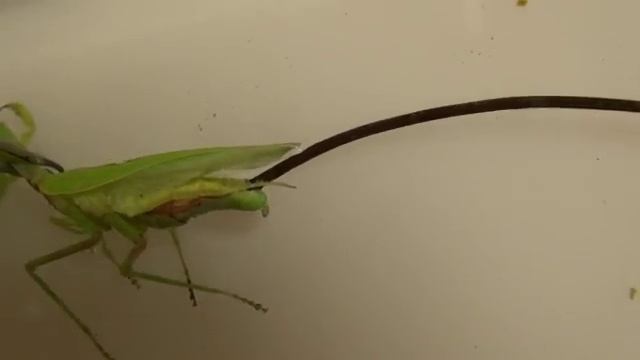 Здоровый, просто огроменный червь вылезает из богомола