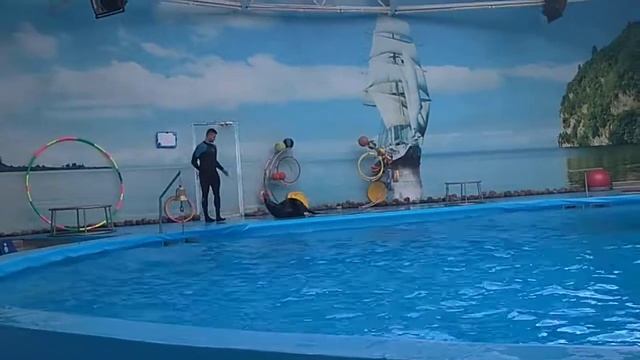 Юля и Маша в дельфинарии Немо в минском зоопарке смотреть онлайн