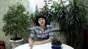 Пеперомия сморщенная.  Уход.