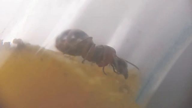 Начальные колонии