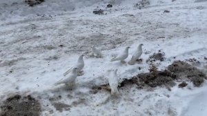 Бойные Голуби? ‼️Просьба подписчиков!Лёт и игра лохматой птицы? #бойныеголуби #pigeon #doves #fly