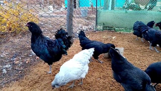 Амераукана!!!! Курочка несущая яйцо с голубой скорлупой!!!! смотреть онлайн