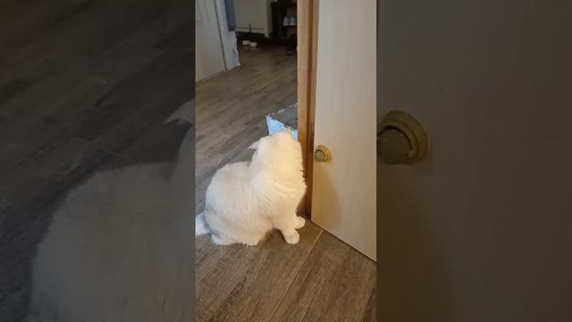 Кошачья мята действует. смотреть онлайн