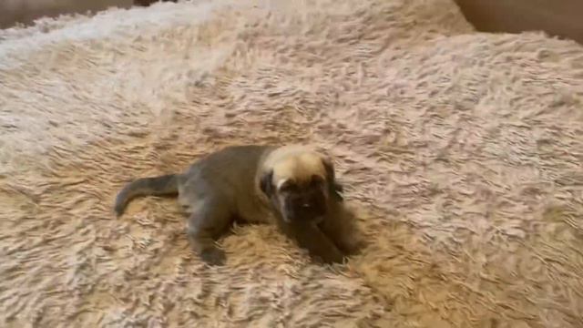 Испанский мастиф малыш