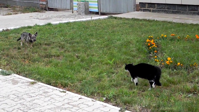 Бойцовский кот=) смотреть онлайн