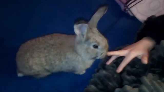 Фландр малышу крольченку 1 месяц смотреть онлайн