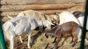 Несовместимость кур и коз в одном сарае.  Всегда ли коза "даром" хорошо.