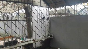 Коллекция голубей Северокавказские космачи в г. Георгиевск в гостях у Вячеслава Гончарова.