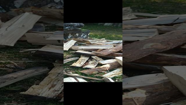 VID_20220710_102817.mp4