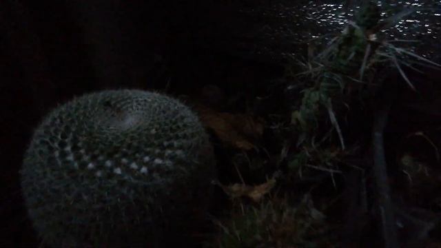 Зимовка кактусов дома смотреть онлайн