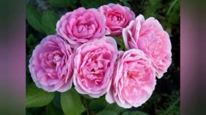 Канадские розы. Лучшие сорта!