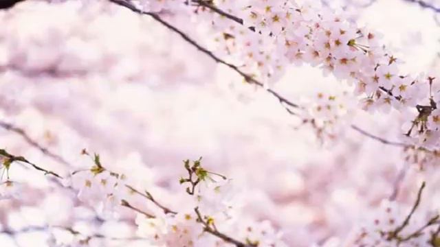 Категория природа БЕЛОСНЕЖНАЯ ВИШНЯ! смотреть онлайн