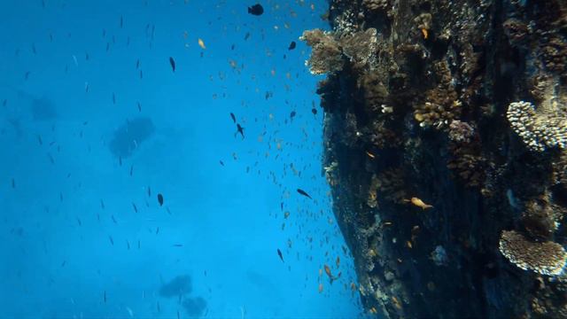 Amazing Shipwreck Snorkel at Plumeria Maldives, Thinadoo, Vaavu Atoll смотреть онлайн