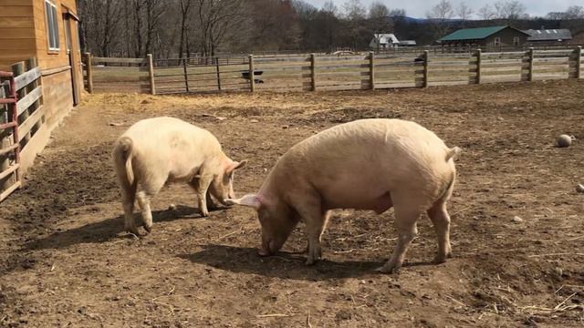 Разумный ответ