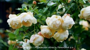 Обзор розы Воллертон Олд Холл  - Wollerton Old Hall ( Austin 2011)