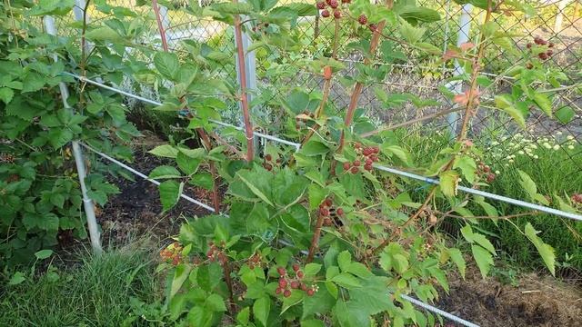 ЕЖЕВИКА Опыт выращивания ЧАТЬ 2 смотреть онлайн