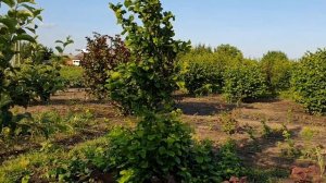 Фундук для средней полосы России. Обзор по сортам и развитию фундука.