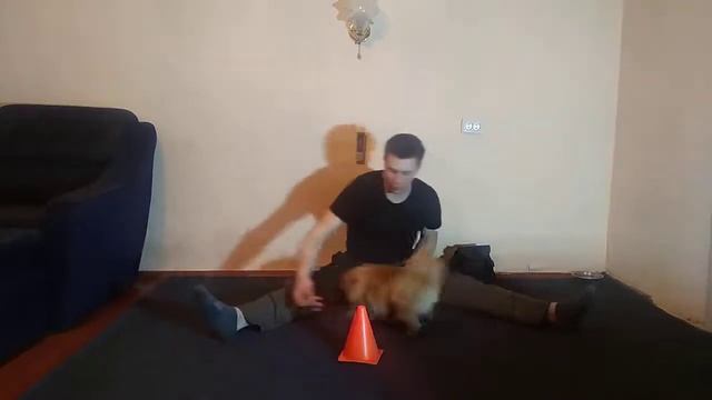 ШПИЦ ПОМЕРАНСКИЙ|ДРЕССИРОВКА ПОМЕРАНСКОГО ШПИЦА| СИДЕТЬ, ЛЕЖАТЬ, СТОЯТЬ С ПОМЕРАНСКИМ ШПИЦОМ смотреть онлайн