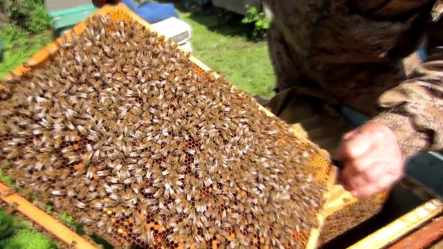 ТЕСТ БАКФАСТА ПЕРЕД ГЛАВНЫМ МЕДОСБОРОМ, ПОЛНЫЙ ОСМОТР С ПОСТАНОВКОЙ МАГАЗИНА🔥🔥🔥 смотреть онлайн