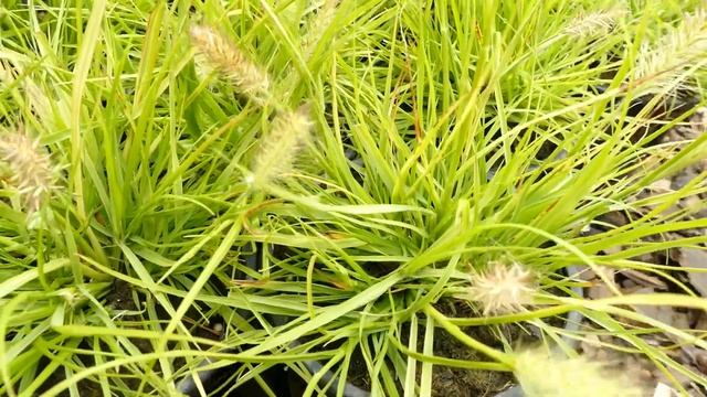 Pennisetum alopecuroides 'Hameln Gold' смотреть онлайн