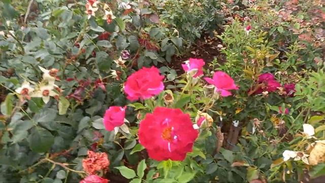 Розы , которые можно заказать на осень этого года перейдя по ссылке https://t.me/pitomnik_roz_uspeh смотреть онлайн