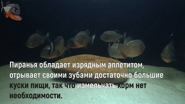 Пиранья наттерера (Pygocentrus nattereri) больше "ЗА" чем "ПРОТИВ"! смотреть онлайн