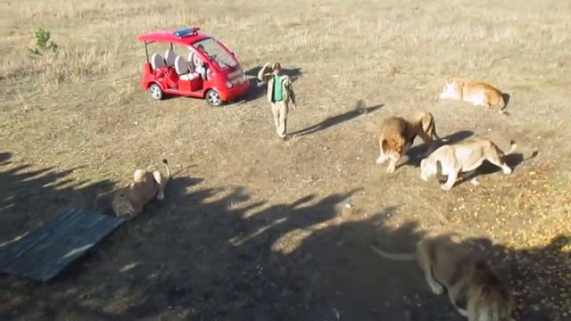 Кормление с участием Казимира! Тайган Feeding With Casimir! Taigan