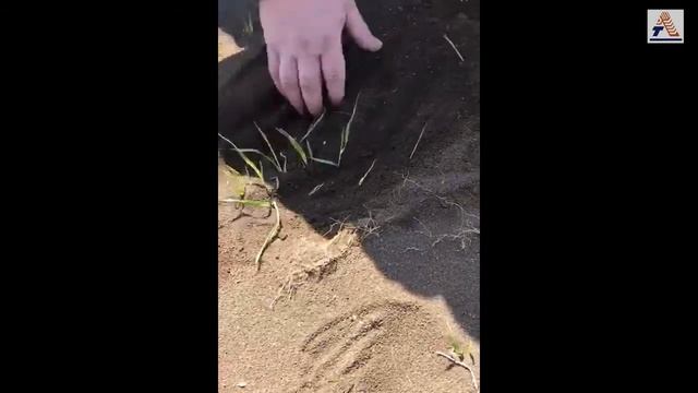 Подзимний посев озимой пшеницы в Грузии сеялкой VITON-1. Состояние полей по классике и по NO-till смотреть онлайн
